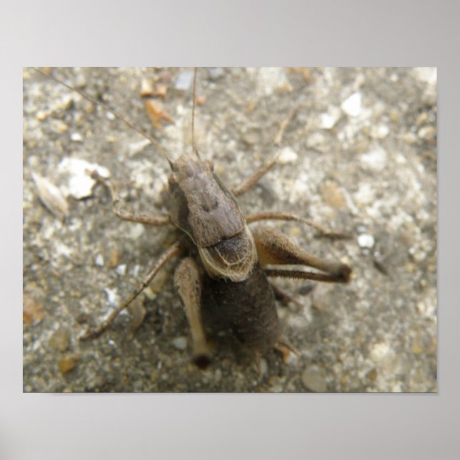 Brown Field Cricket Print (Front)
