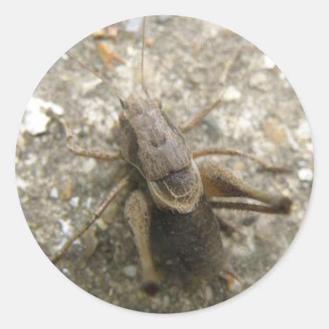 Brown Field Cricket Stickers (Front)