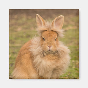 Brown Fluffy Lionhead Dwarf Bunny Rabbit Magnet