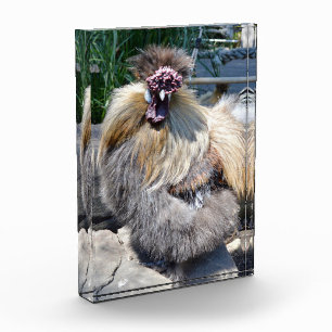 Brown Fluffy Ugly Chicken, Photo Block