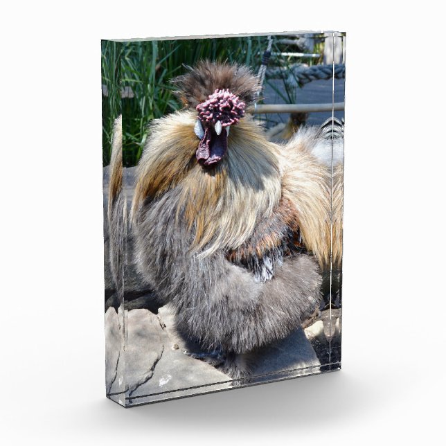 Brown Fluffy Ugly Chicken, Photo Block (Left)