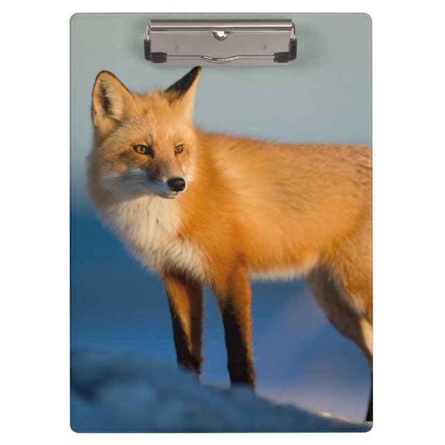 Brown Fox Clipboard (Front)