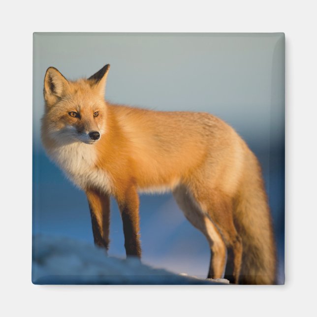 Brown Fox Magnet (Front)