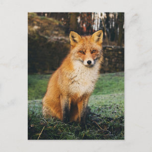 Brown Fox Photo Postcard