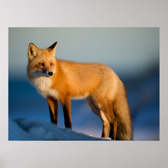 Brown Fox Poster (Front)