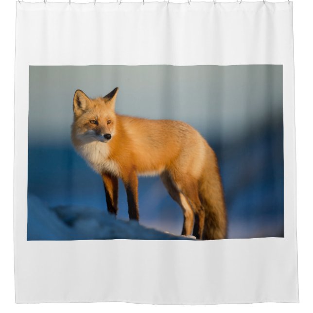 Brown Fox Shower Curtain (Front)
