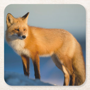 Brown Fox Square Paper Coaster