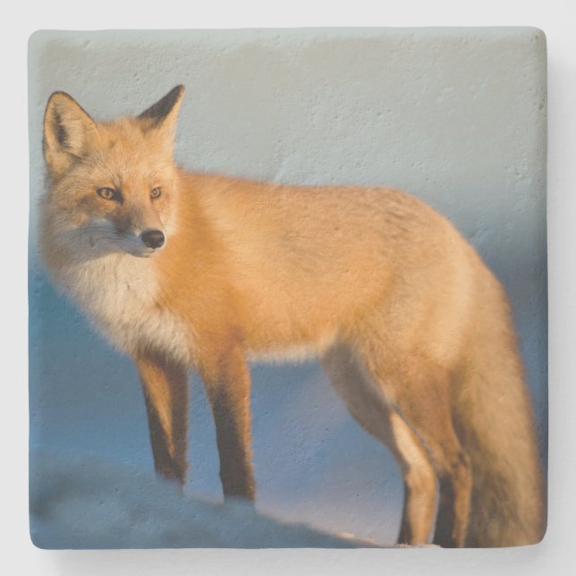 Brown Fox Stone Coaster (Front)