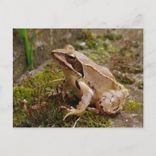 Brown frog close up postcard