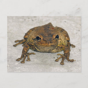 Brown Frog Photo Postcard