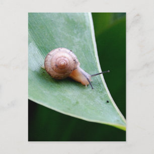 Brown Garden Snail Postcard