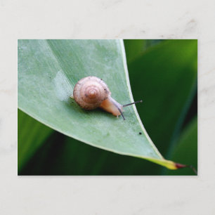 Brown Garden Snail Postcard