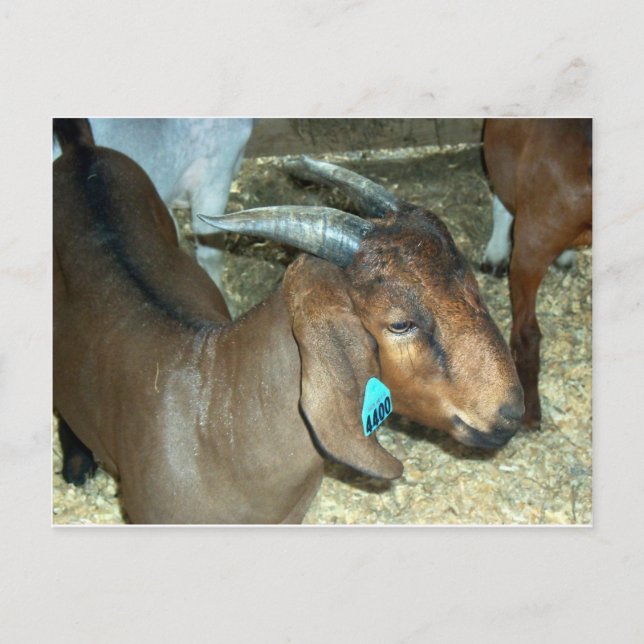 Brown Goat Postcard (Front)