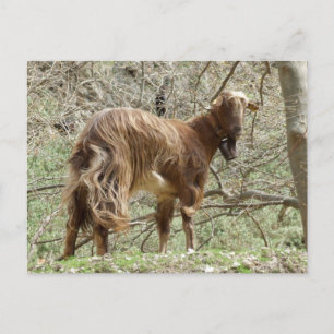 Brown Goat Postcard