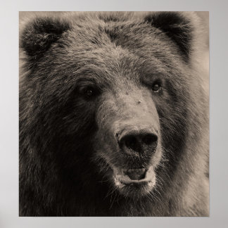 Brown Grizzly Bear Wildlife Photo Poster