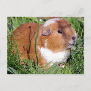 brown guinea pig in the garden postcard