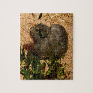 Brown Guinea Pig, Jigsaw Puzzle