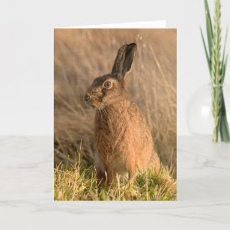 Brown hare Folded Greeting Card