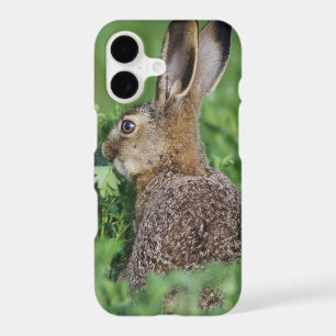 Brown Hare, Lepus europaeus, young eating,