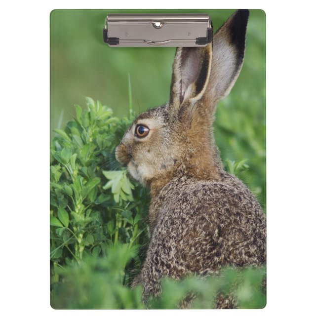 Brown Hare, Lepus europaeus, young eating, Clipboard (Front)
