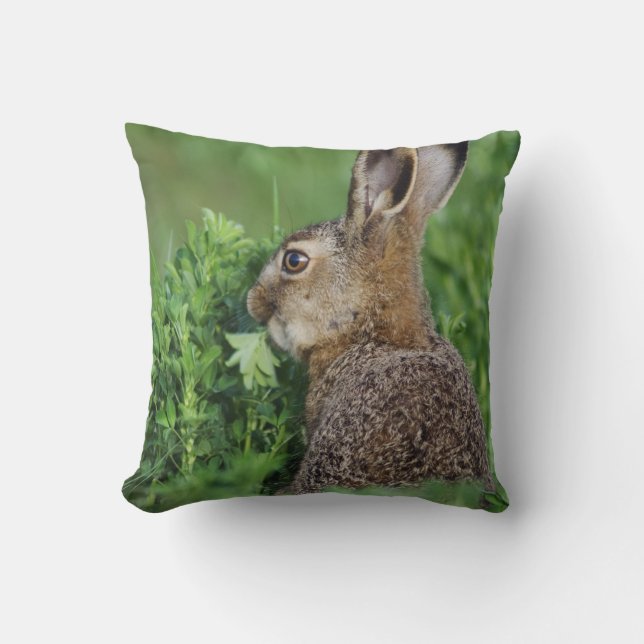 Brown Hare, Lepus europaeus, young eating, Cushion (Front)