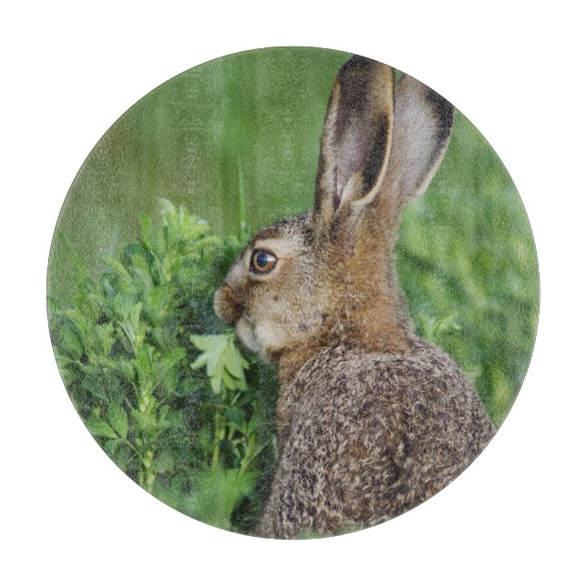 Brown Hare, Lepus europaeus, young eating, Cutting Board (Front)