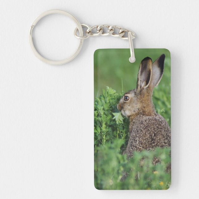 Brown Hare, Lepus europaeus, young eating, Key Ring (Front)