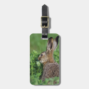 Brown Hare, Lepus europaeus, young eating, Luggage Tag