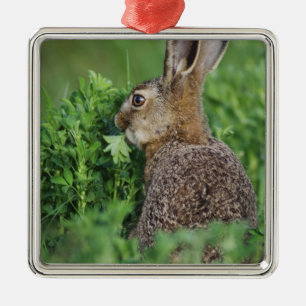 Brown Hare, Lepus europaeus, young eating, Metal Tree Decoration