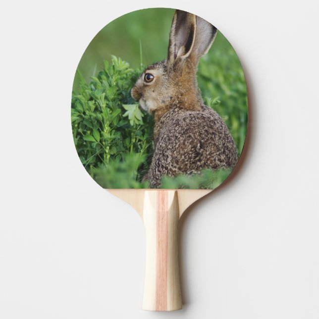 Brown Hare, Lepus europaeus, young eating, Ping Pong Paddle (Front)