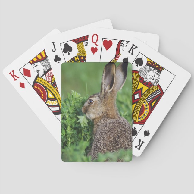 Brown Hare, Lepus europaeus, young eating, Playing Cards (Back)
