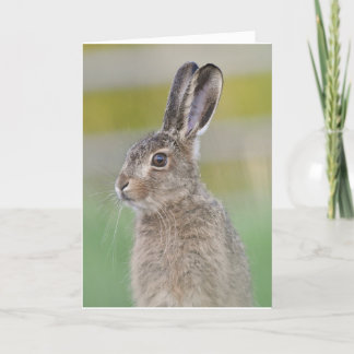 Brown hare leveret scotland card