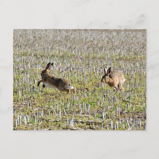 Brown hares chasing postcard (Front)