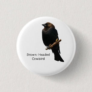 Brown-Headed Cowbird 3 Cm Round Badge