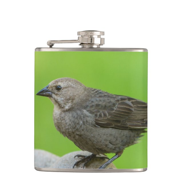 Brown Headed Cowbird Hip Flask (Front)