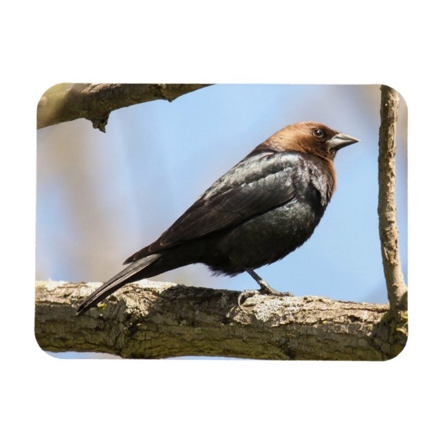 Brown-headed Cowbird Magnet (Horizontal)