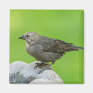 Brown Headed Cowbird Magnet