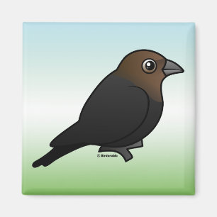 Brown-headed Cowbird Magnet