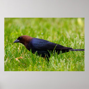 Brown-headed Cowbird (Molothrus ater) Poster