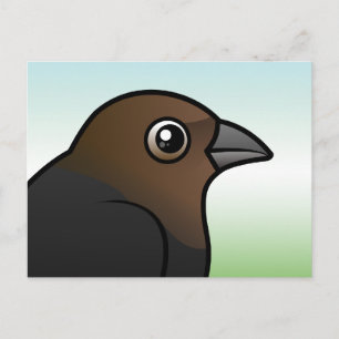 Brown-headed Cowbird Postcard