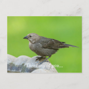 Brown Headed Cowbird Postcard