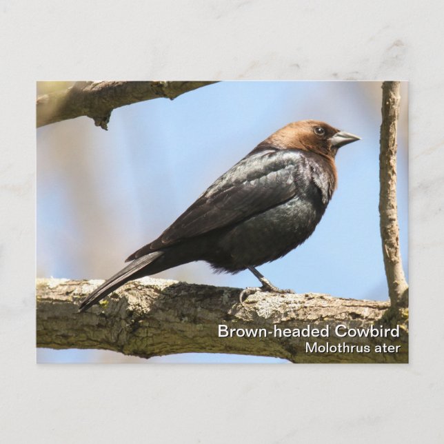 Brown-headed Cowbird Postcard (Front)