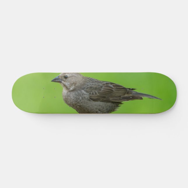 Brown Headed Cowbird Skateboard (Horz)