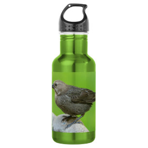 Brown Headed Cowbird Stainless Steel Water Bottle