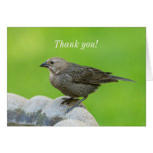 Brown Headed Cowbird Thank You Card
