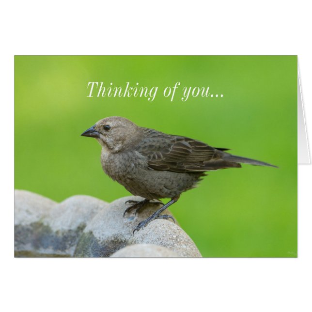 Brown Headed Cowbird Thinking Of you (Front Horizontal)