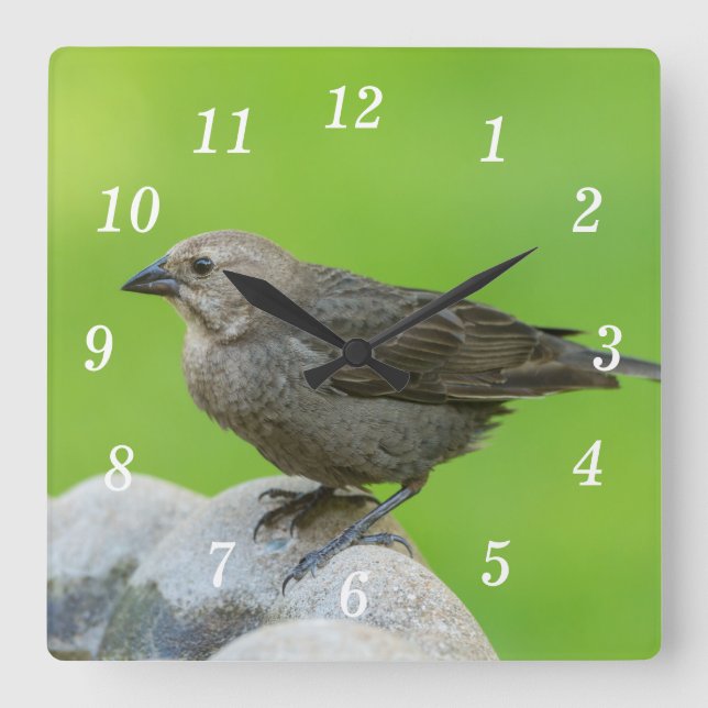 Brown Headed Cowbird Wall Clock (Front)