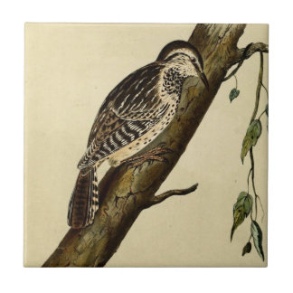 Brown Headed Creeper Tile