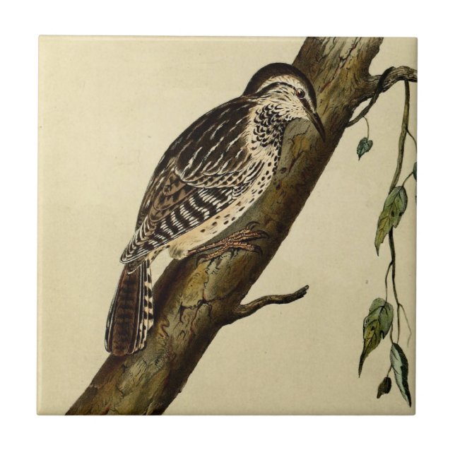 Brown Headed Creeper Tile (Front)