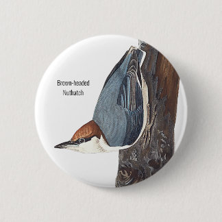Brown-headed Nuthatch, Audubon, Birders Bird Wear, 6 Cm Round Badge